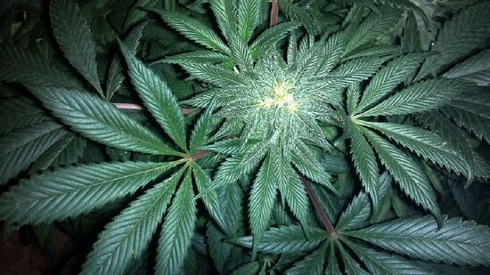 Embora traga benefícios médicos, o exagero no consumo pode também ser prejudicial