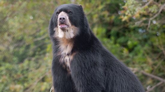 A ausência de ursos no Brasil, portanto, não significa escassez, mas sim particularidades ecológicas que moldaram a fauna de cada região ao longo de milhares de anos.