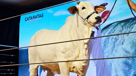 Donna, da raça Nelore, tem 10 anos, pesa cerca de 1 tonelada, nasceu no Paraná e foi arrematada por R$ 54 milhões