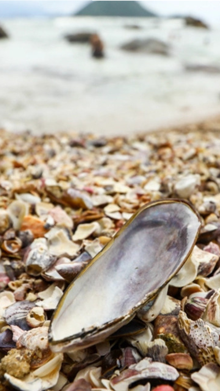 A Praia das Conchas é famosa pela quantidade impressionante de conchas que cobrem sua faixa de areia.