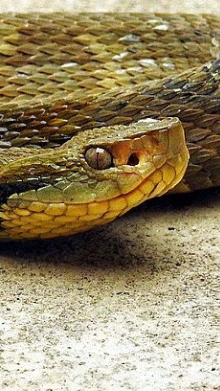 Esta 'família' de cobras está presente em grande parte do Brasil