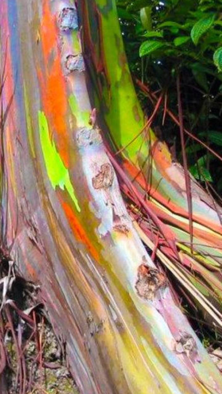 Conheça o eucalyptus deglupta, a árvore arco-íris