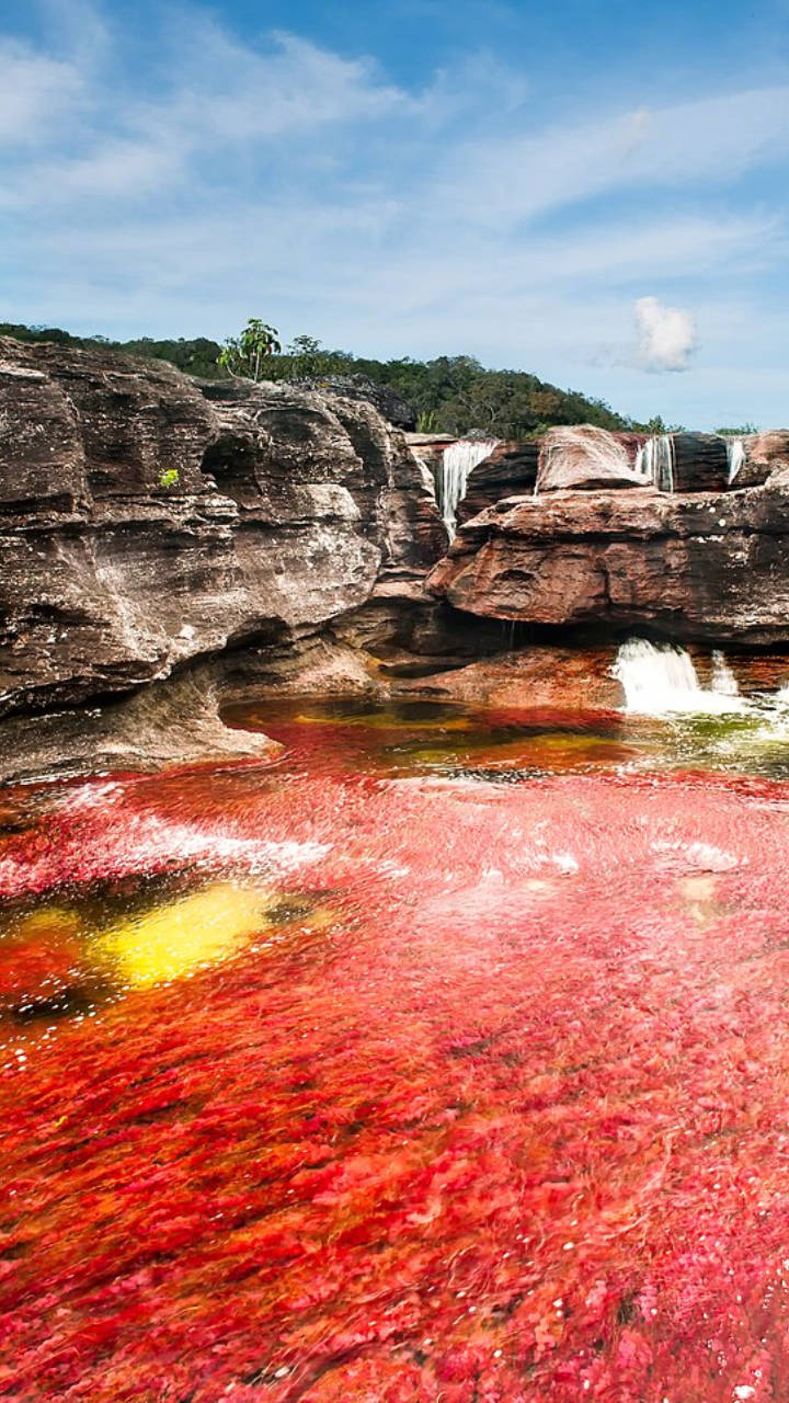 O rio colorido, Caño Cristales, na Colômbia