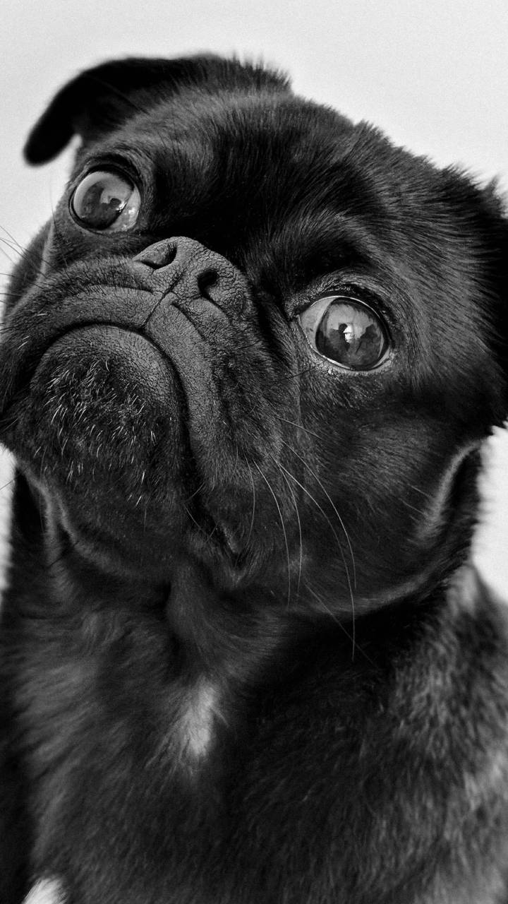 Brincadeiras, desafios e passeios são recursos importantes que ajudam no bem-estar dos pets