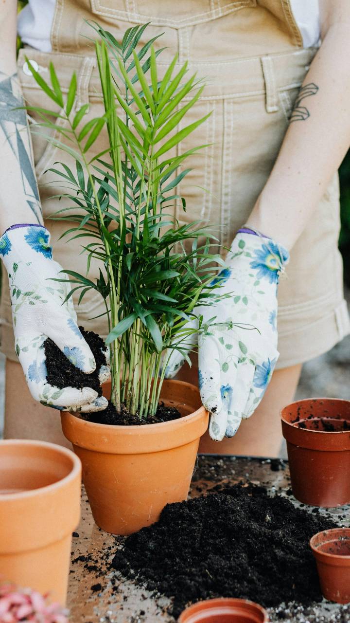 Ingrediente que todos possuem em casa traz diversos benefícios para plantas