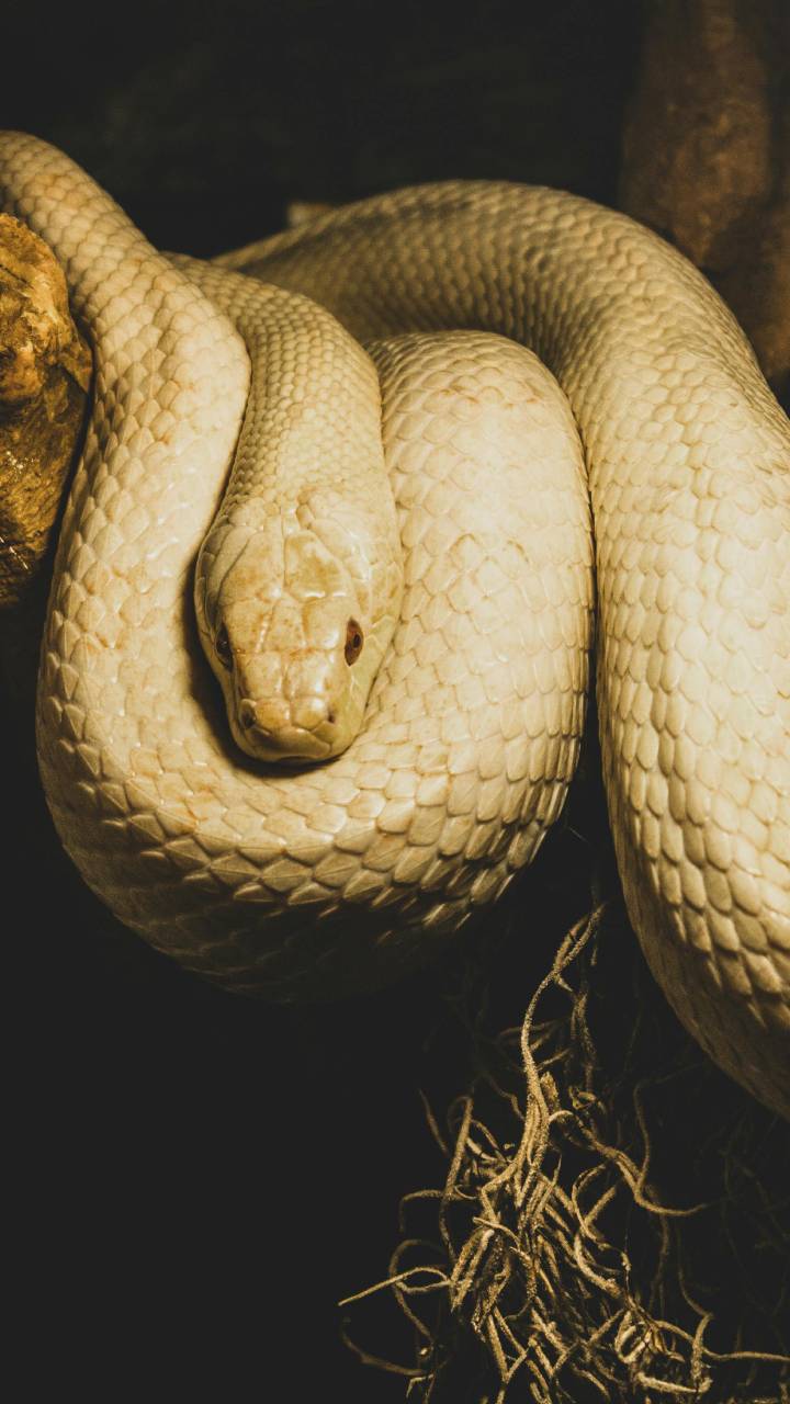 Animais domésticos agitados podem sentir perigo antes de você