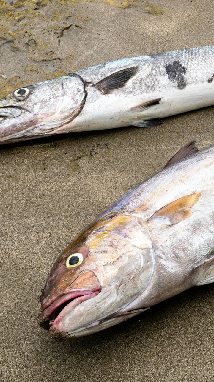 Mais de 100 peixes estavam espalhados na praia de Mongaguá