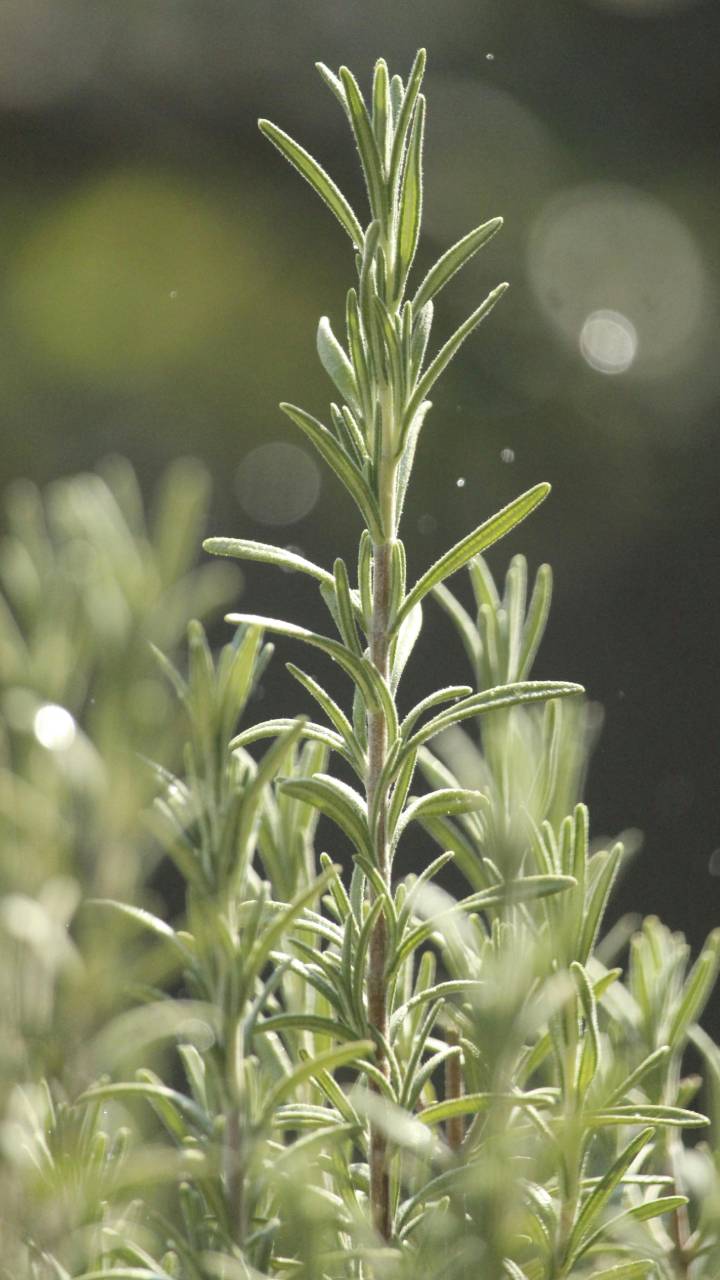 Com aroma marcante, planta aumenta estado de alerta e vai além das aplicações culinárias