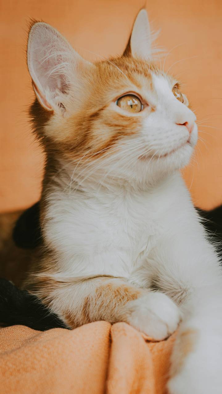 Quantidade de gatos em casa pode revelar traços da personalidade