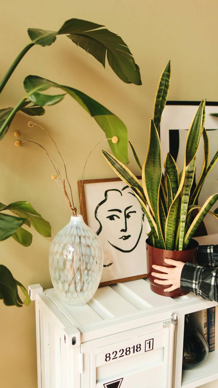 Fácil de cultivar, essa planta é escolha certa para quem quer harmonia em casa