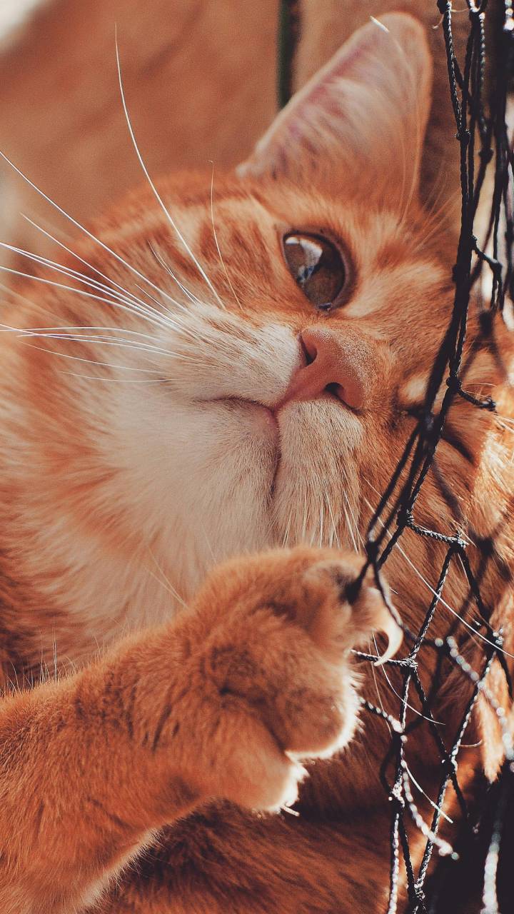 Estudo revela mutação rara que transformou gatos em ícones alaranjados