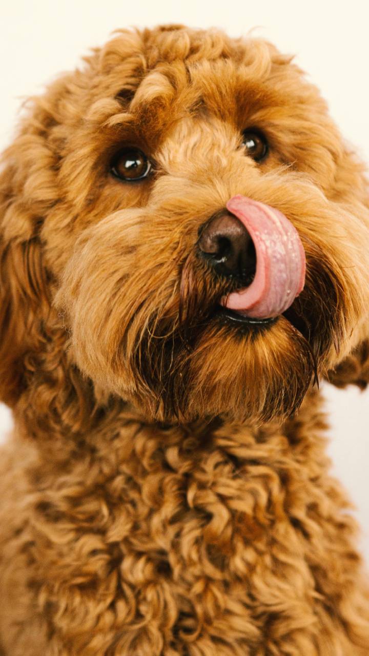 Quando excesso de lambidas pode indicar que algo não vai bem com seu pet?