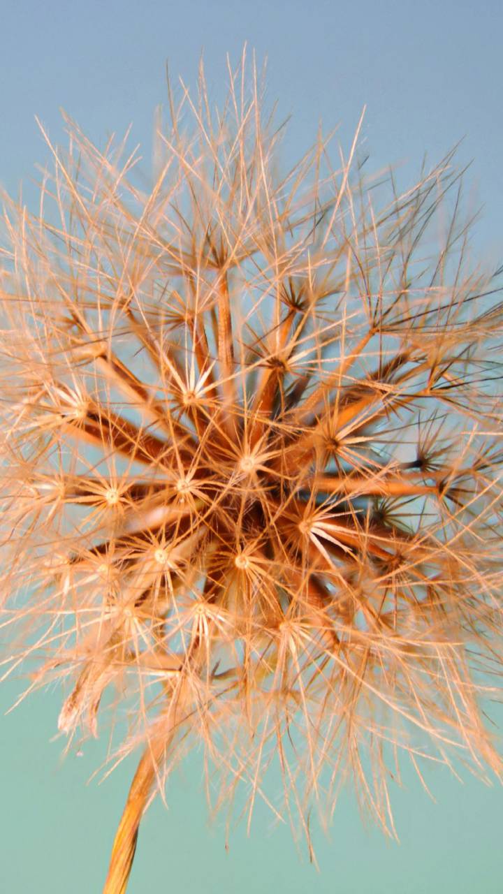 Além de indicar a qualidade do seu solo, essa flor ainda é comestível