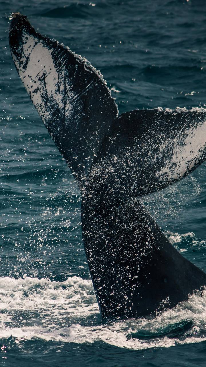 Baleia-azul rara surpreende pesquisadores em Ilhabela