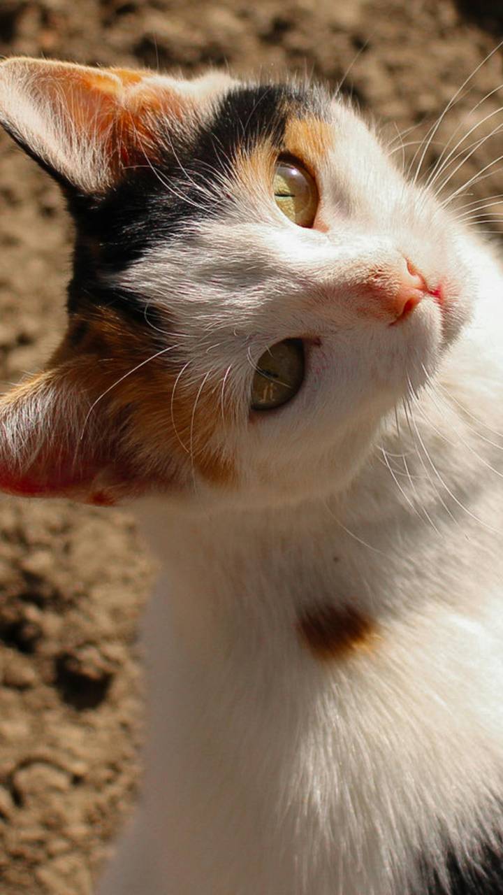 Um guia para entender a linguagem secreta dos felinos