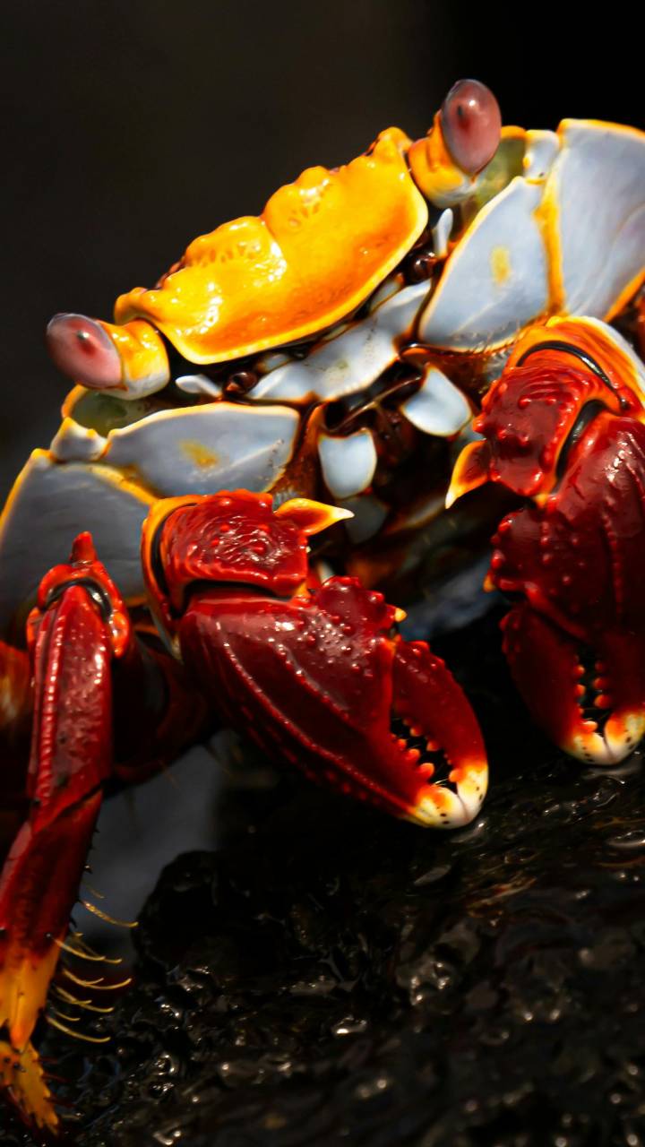 Caranguejo-dos-coqueiros é maior artrópode terrestre do mundo