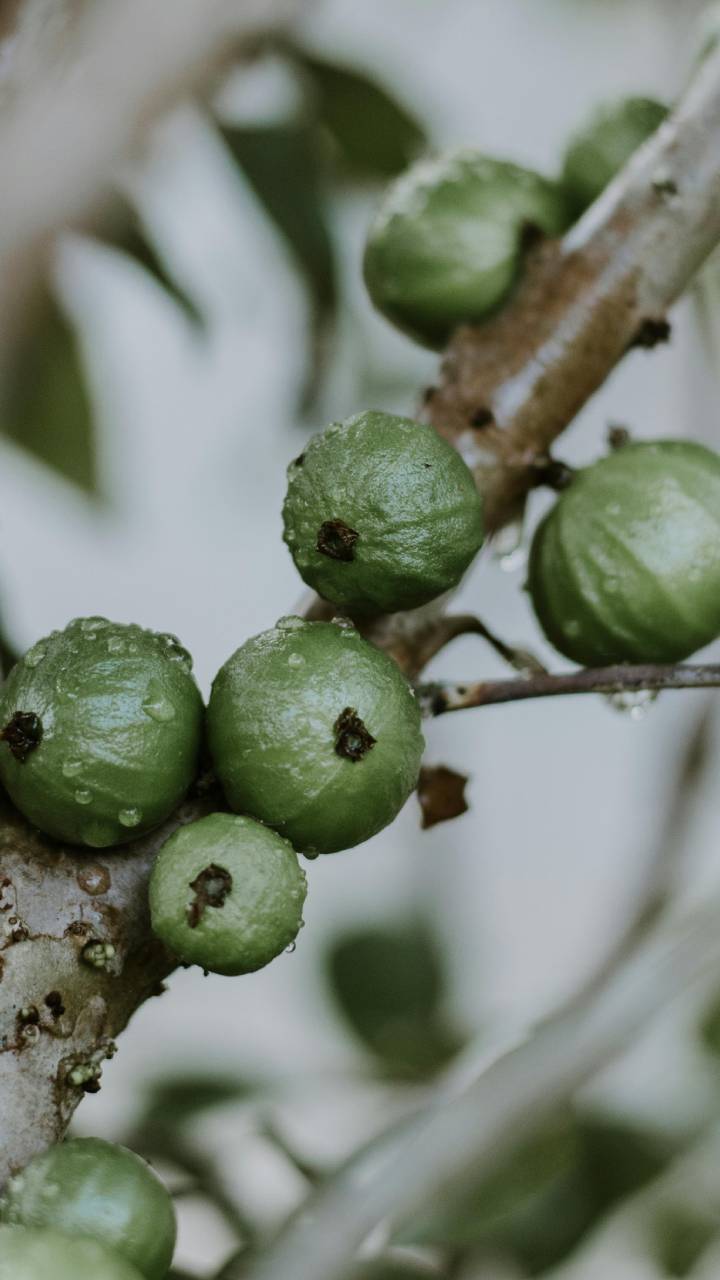 Nativa da Mata Atlântica, fruta cresce em árvore de cerca de cinco metros