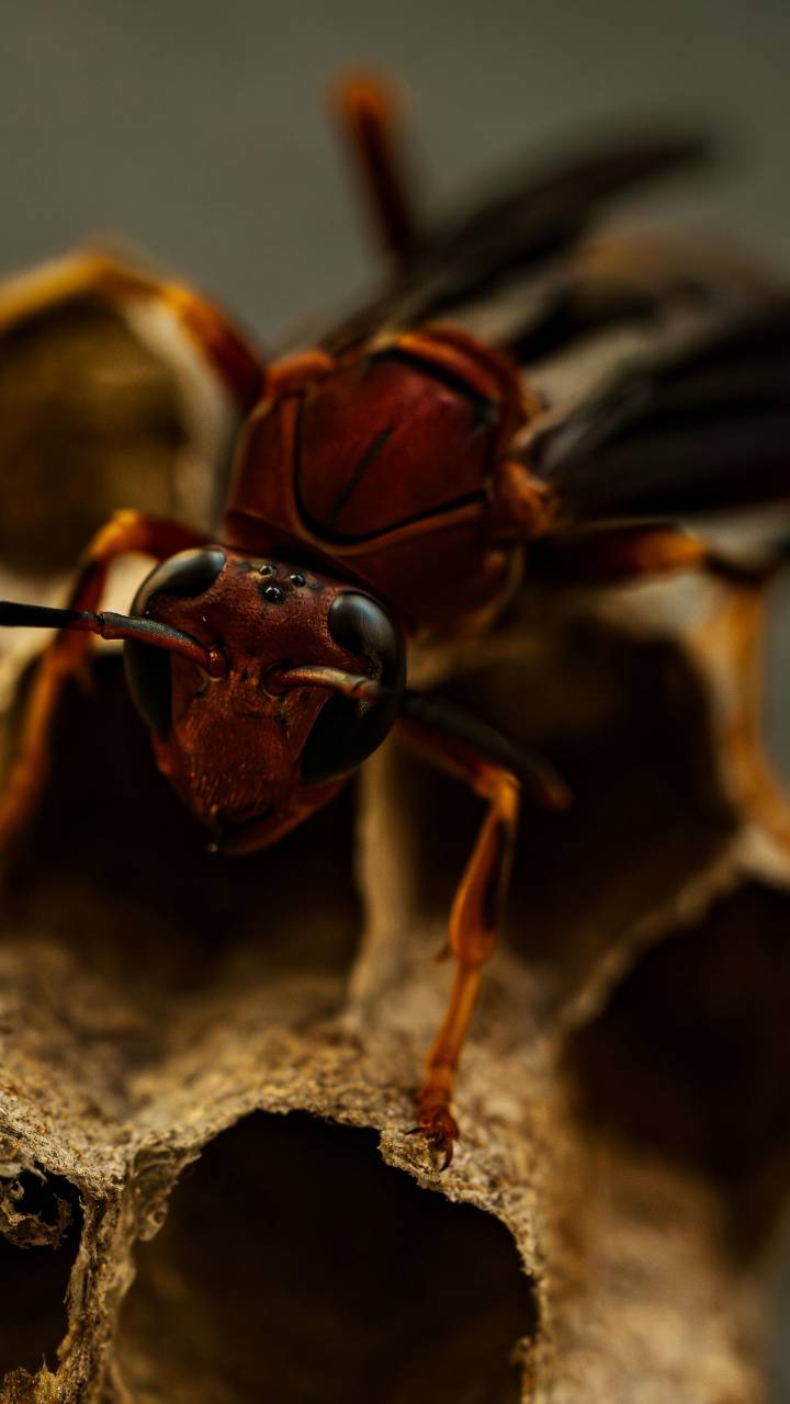 Descubra por que usar fogo em ninhos de vespas pode destruir sua casa