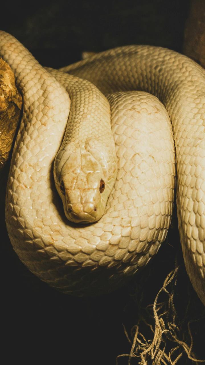 Anaconda brasileira é ágil e pode subir em árvores