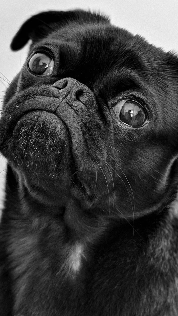 Cães idosos podem sofrer com a Síndrome da Disfunção Cognitiva