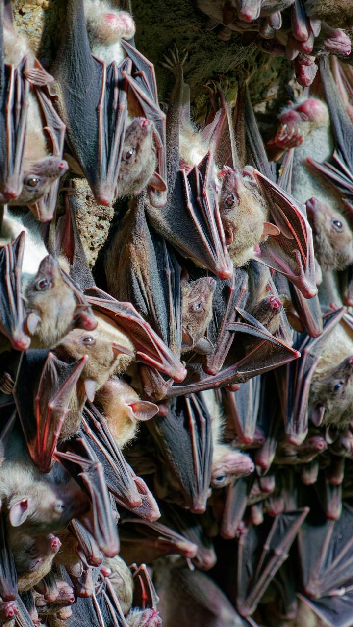 Estudos revelam que espécie possui um mecanismo anticancerígeno