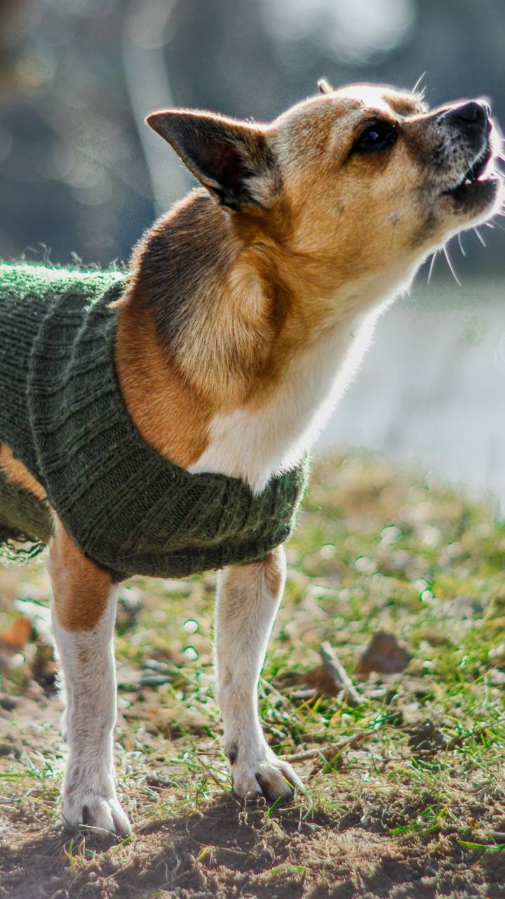 Mantenha seu cachorro quentinho e cheio de estilo nos dias frios