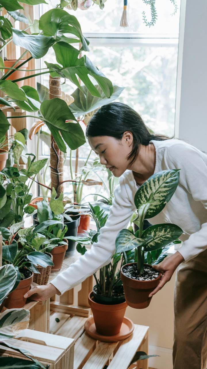 Uso de plantas dentro de casa é uma boa saída para combater problemas respiratórios