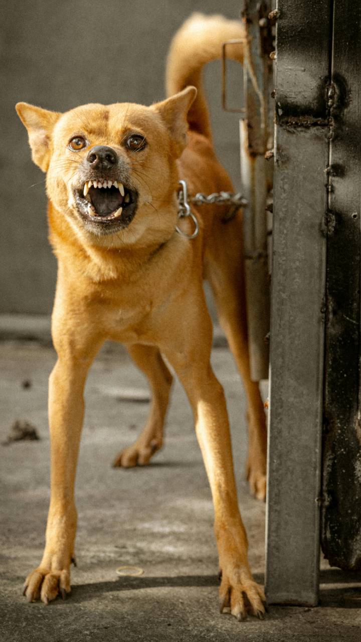 Cães têm capacidade de captar estímulos geralmente ignorados pelos humanos