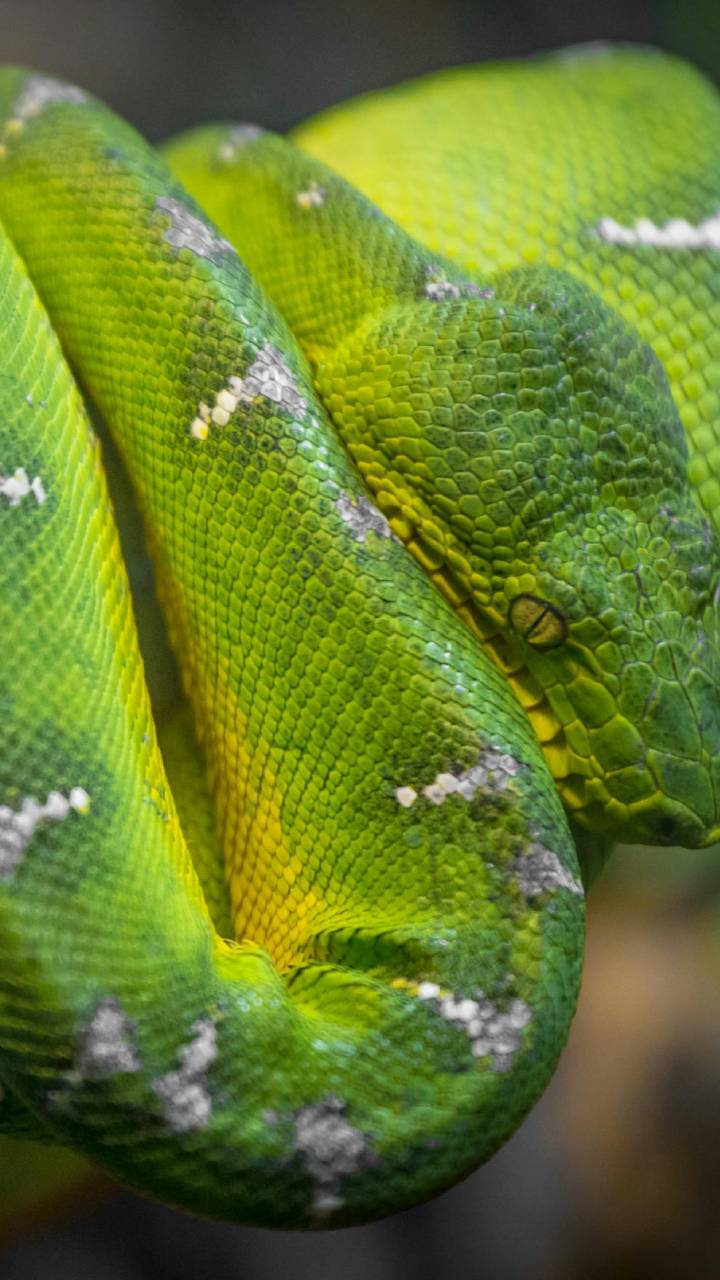 Conheça curiosidades sobre esse animal fascinante