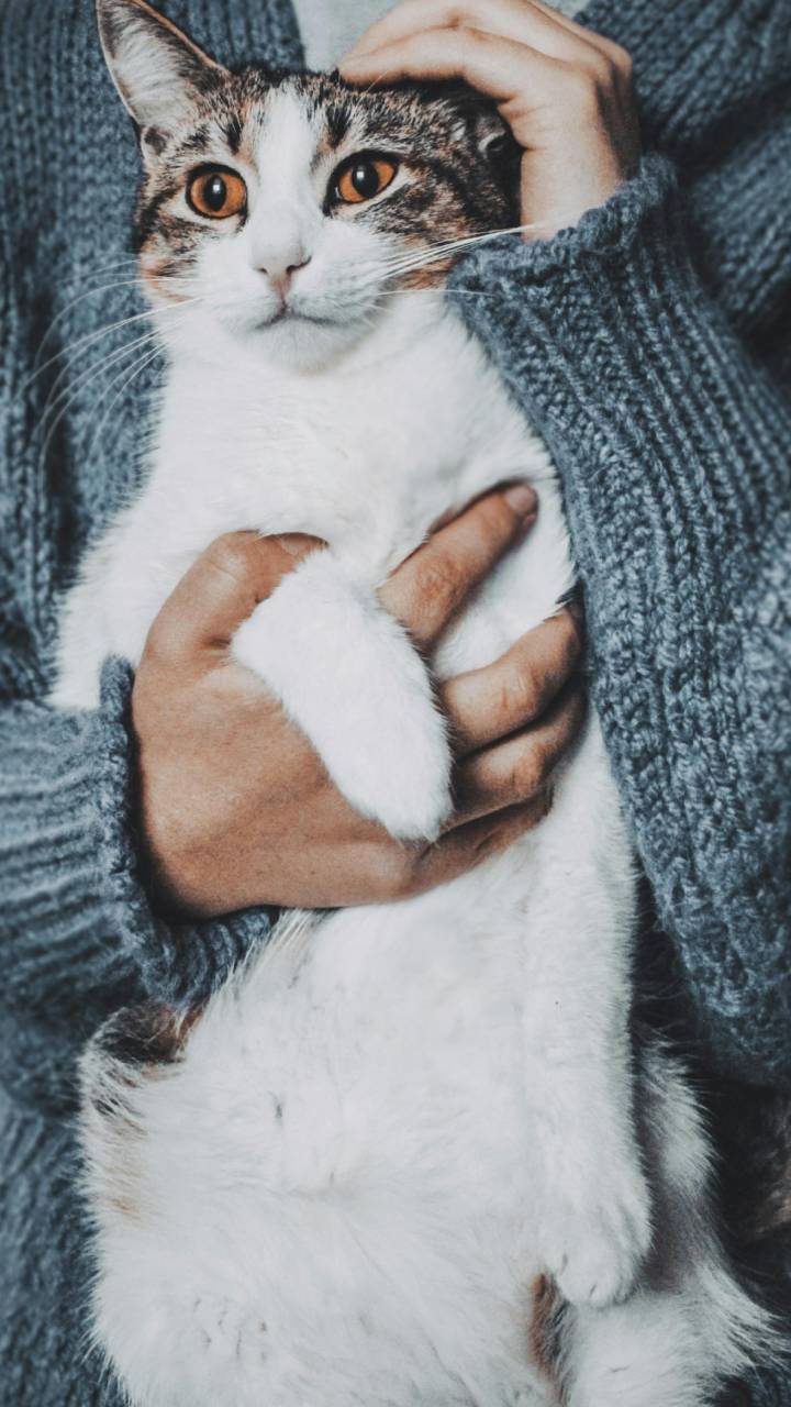Estudos apontam que interagir com animais promove efeitos na saúde emocional