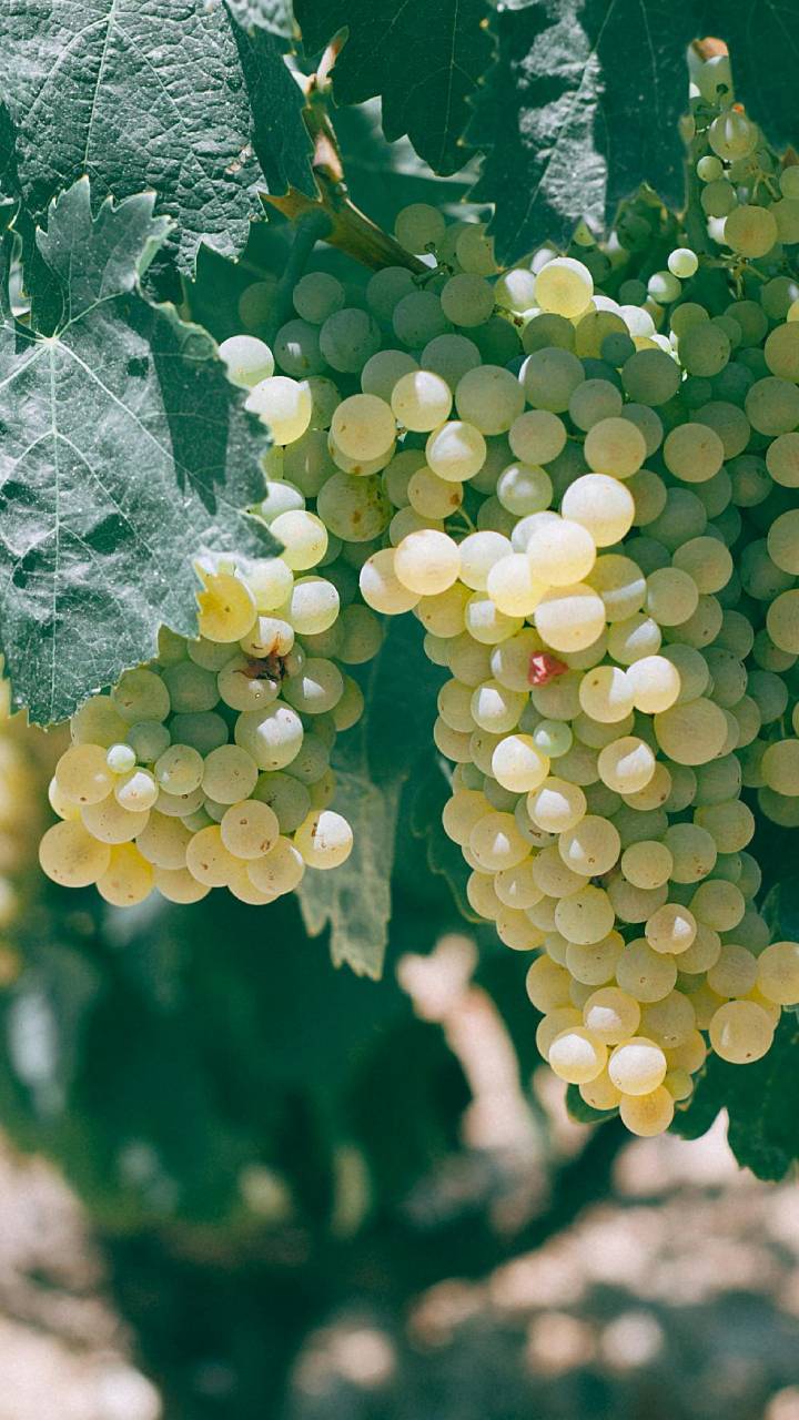 Cidade atrai visitantes com a famosa Rota do Vinho