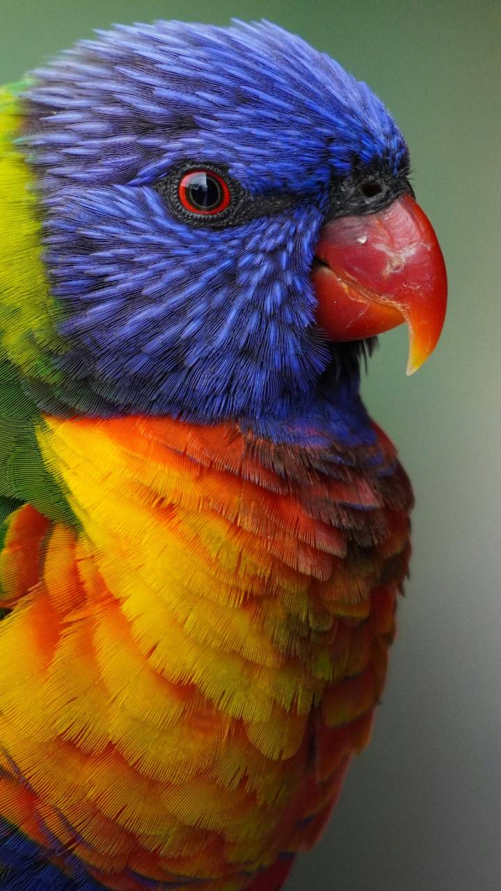 Aves coloridas estão sumindo das cidades, e a culpa é da urbanização
