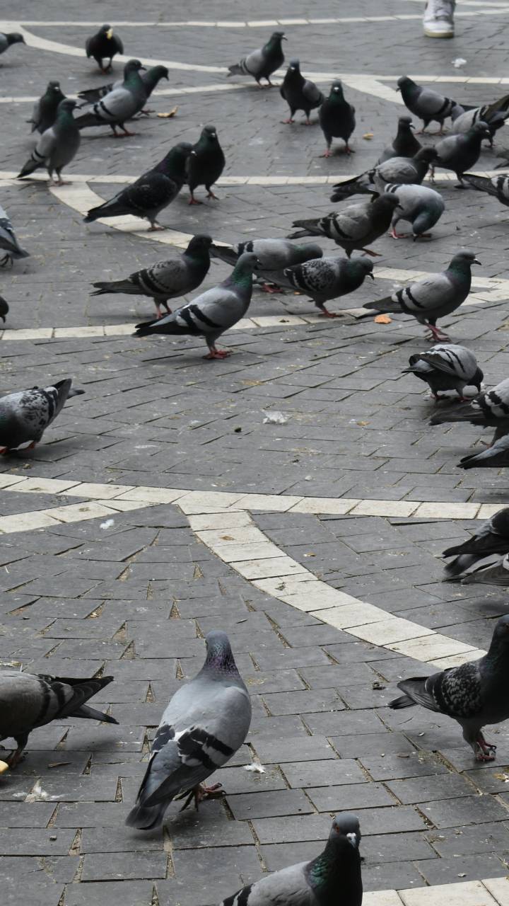 Animais podem transmitir doenças e atrair outras pragas para o seu lar