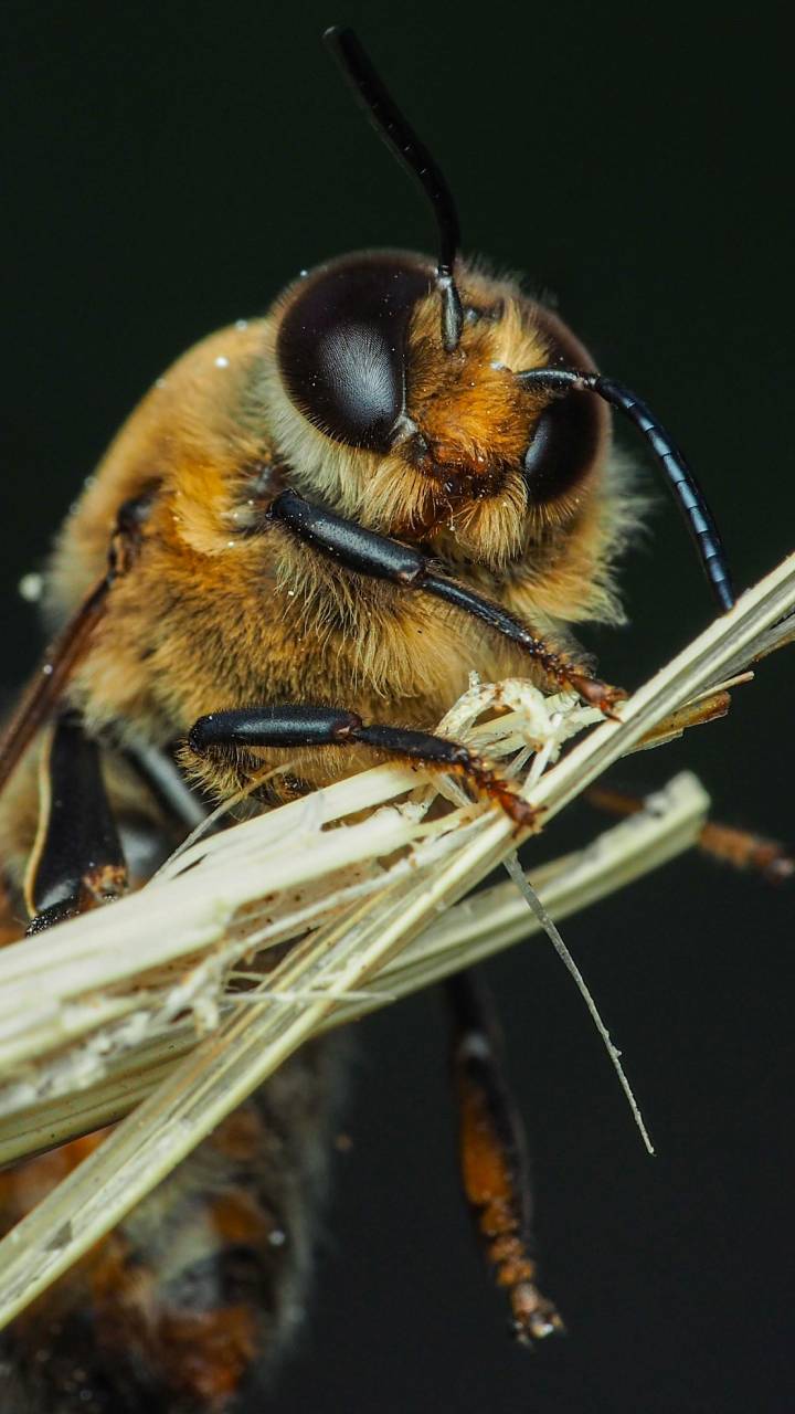Substância encontrada é capaz de eliminar de 90% a 100% o mosquito da dengue
