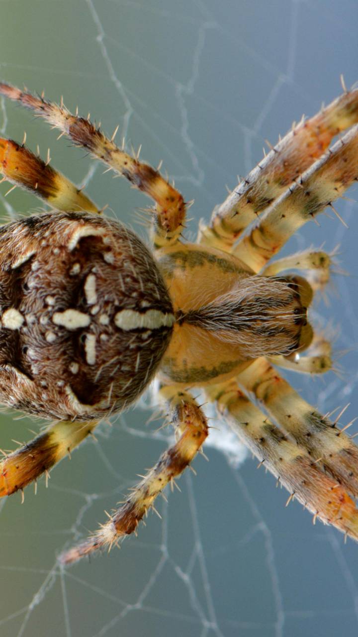 Mudanças simples no dia a dia vão deixar as aranhas longe do seu lar