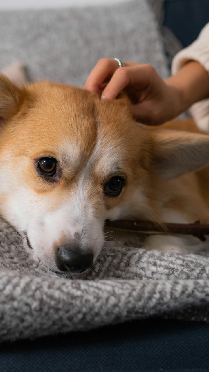 Ato de acariciar cães reflete aspectos profundos da personalidade e até do bem-estar psicológico de quem o pratica