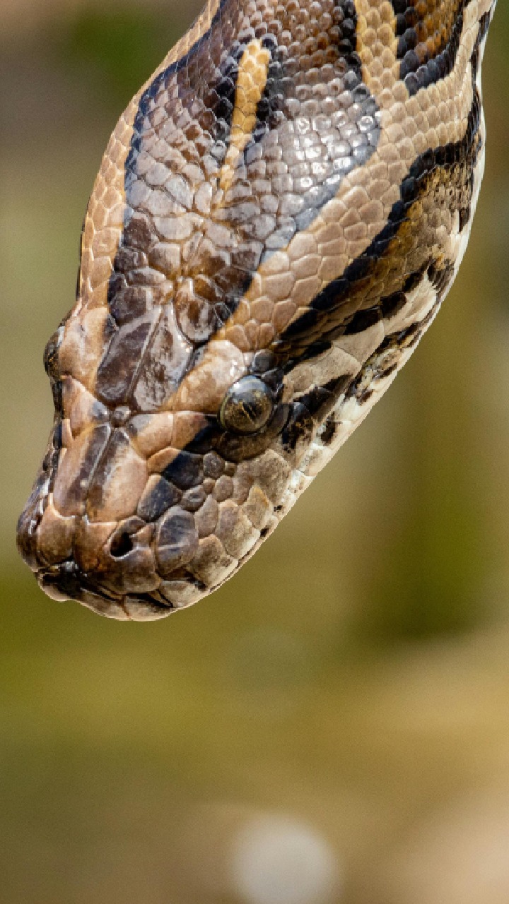 Maior cobra do mundo é encontrada no rio Tietê e foge rapidamente em São Paulo