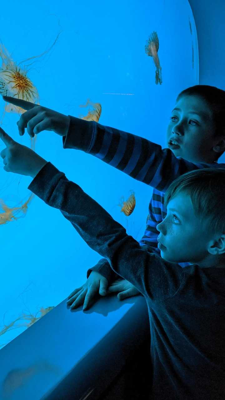 Bioparque Pantanal contém 5 milhões de litros de água doce espalhados por 239 tanques