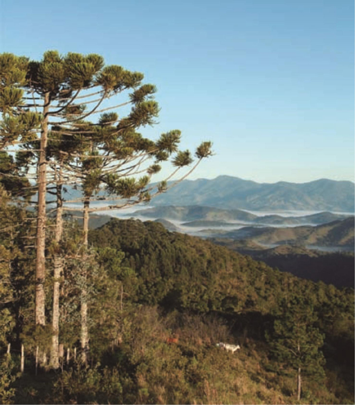 Santo Antônio do Pinhal - Foto: Divulgação