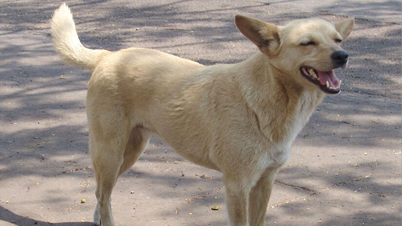 Os cães sem raça definida foram citados por 29,39% dos entrevistados - Foto: José Reynaldo da Fonseca / Wikimedia Commons