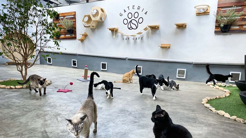 Gateria Cat Café - Foto: Divulgação