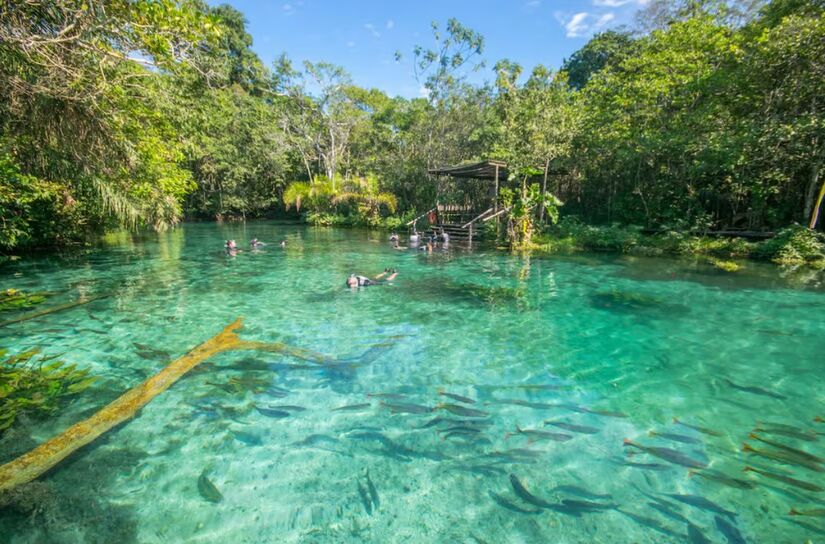 A flutuação na rio Nascente Azul é uma das experiências mais incríveis em Bonito (MS)/Divulgação/Nascente Azul