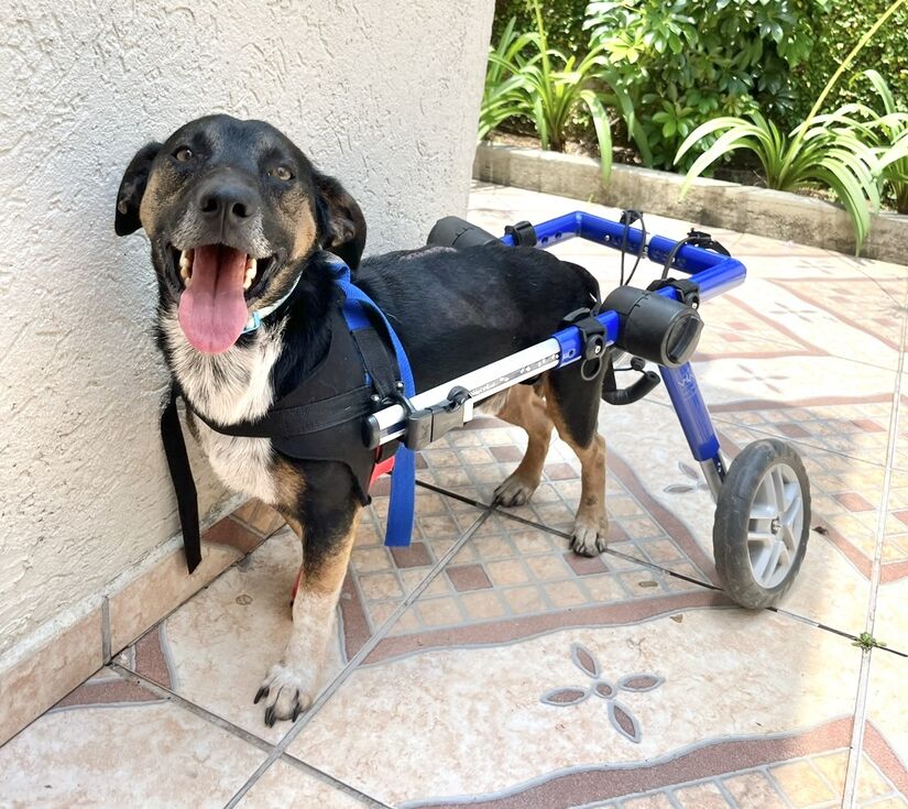 Divulgação/Projeto Cãodeirante