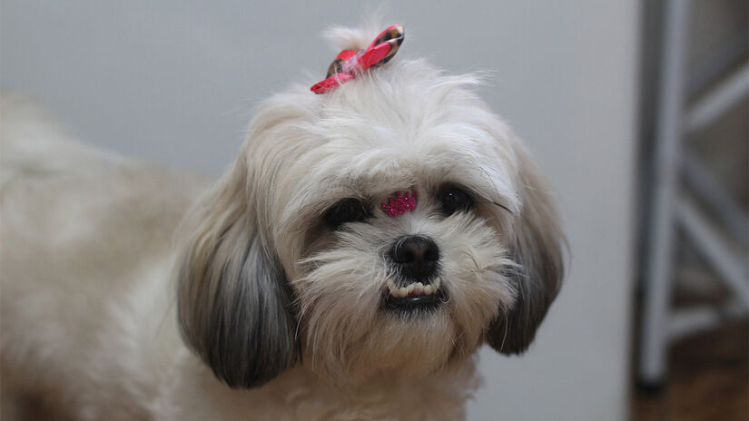 Na segunda colocação aparecem os cães da raça shih-tzu, com 14,57% das citações - Foto: Cesar Abud por Pixabay