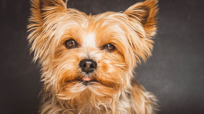 O Yorkshire terrier foi o quarto cão mais citado no levantamento, com 5,87% - Foto: Petra por Pixabay