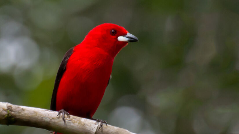 Considerada uma das aves mais bonitas no mundo, o Tiê-Sangue é uma ave exclusiva da Mata Atlântica. Foto: Dario Sanches