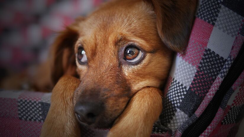 Não apenas os animais de estimação, mas também os chamados "animais comunitários", que são aqueles que vivem nas áreas comuns dos condomínios, muitas vezes sem um tutor voluntário específico, também estão protegidos pela legislação - (Foto: moshehar/Pixabay)