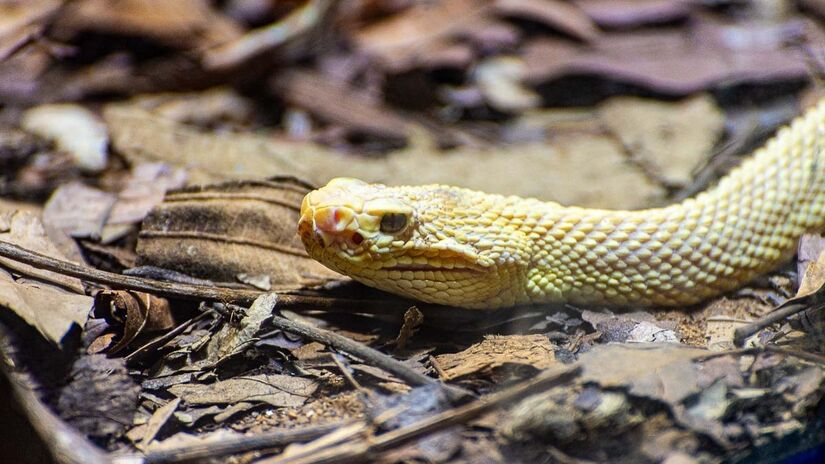 No Brasil, as cascavéis se encontram presentes em áreas abertas de todas as regiões do país, especialmente as mais secas, com campos abertos e com vegetação rasteira, como áreas do Cerrado e da Caatinga. Além disso, podem ser encontradas em certos tipos de plantação (como a de café e a de cana-de-açúcar), e em pastagens, como explica o Instituto Butantan. / Foto: Rodrigo Pivas/Gazeta de S.Paulo