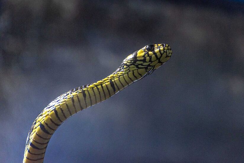 Há regiões com maior presença de cobra, sendo as com maior presença de mata. Em São paulo, a maioria das espécies fica na divisa com Mato Grosso do Sul, nas proximidades do Rio Paraná. Contudo, há regiões urbanas que também tem a presença das serpentes. "Periferia com transição da cidade para área de mata tem muita jararaca em são Paulo. Por exemplo, em Cotia, que é um lugar super populoso, Embu, Parelheiros, Alphaville, a região de Barueri, tem jararaca também" - (Rodrigo Pivas/Gazeta de S.Paulo)