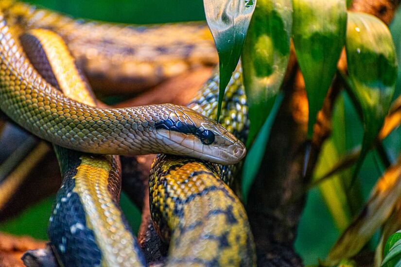 Somente 17% das serpentes têm veneno. Uma maneira para diferenciar as peçonhentas (venenosas) para as sem veneno está nas presas. As cobras não peçonhentas sequer possuindo as presas na boca - (Rodrigo Pivas/Gazeta de S.Paulo)